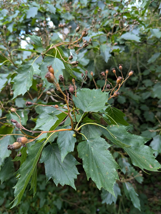 Wild Service tree leaves and berries at Sheffiled Botanic Gardens